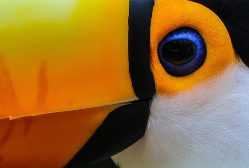 Toco toucan